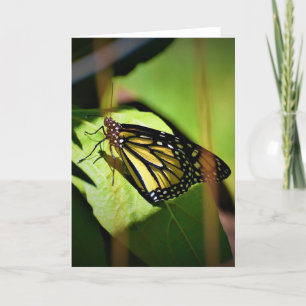 Butterfly, card