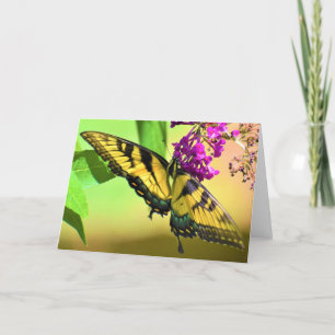 Butterfly, card
