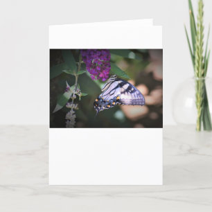 Butterfly, card