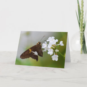 Butterfly Card