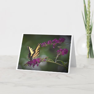 Butterfly, card