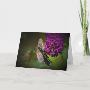 Butterfly, card