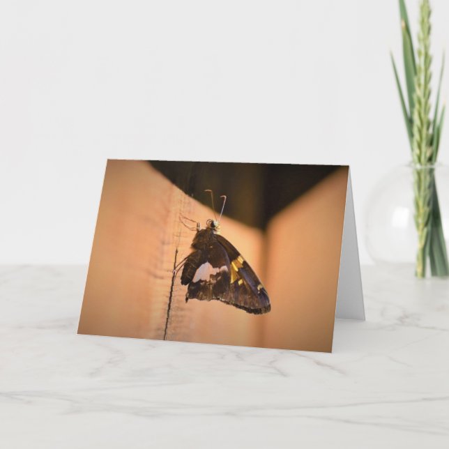Butterfly, card (Front)