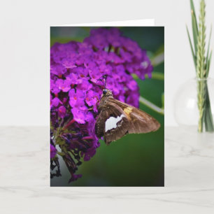Butterfly, card
