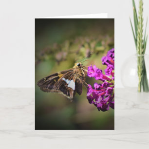 Butterfly, card