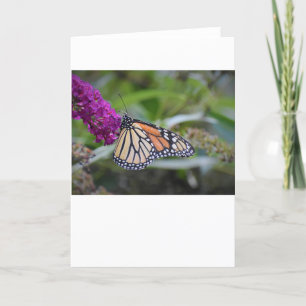 Butterfly, card