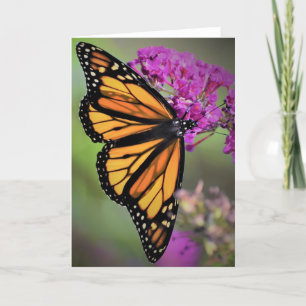 Butterfly, card