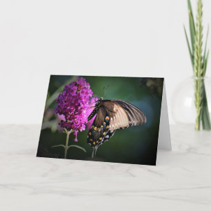 Butterfly, card