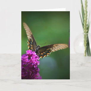 Butterfly, card