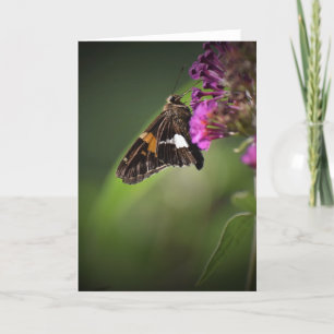 Butterfly, card