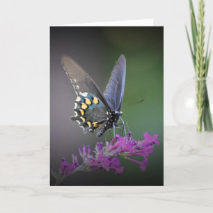 Butterfly, card
