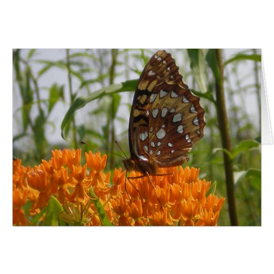 Butterfly Card (Blank on Inside)