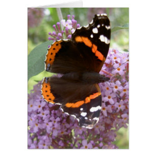 Butterfly Card - Red Admiral