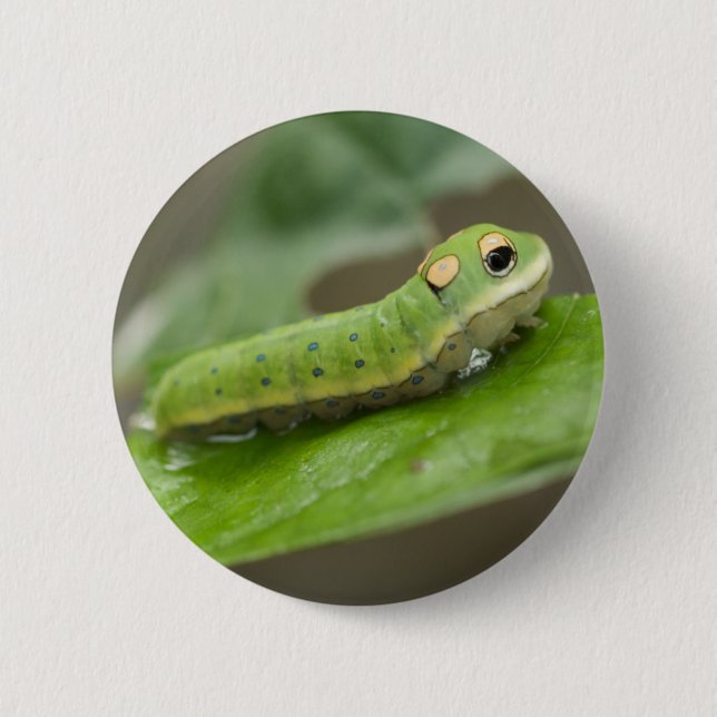 Butterfly Caterpillar Larva 6 Cm Round Badge (Front)