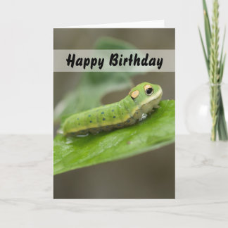 Butterfly Caterpillar Larva Card