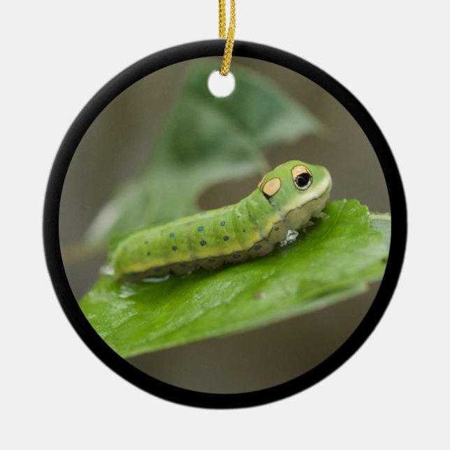 Butterfly Caterpillar Larva Ceramic Tree Decoration (Front)