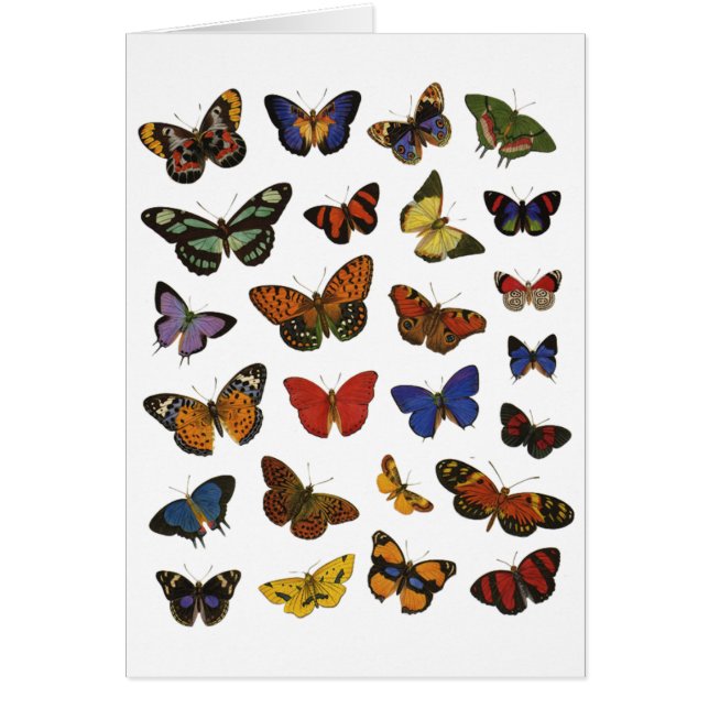 Butterfly Collection (Front)