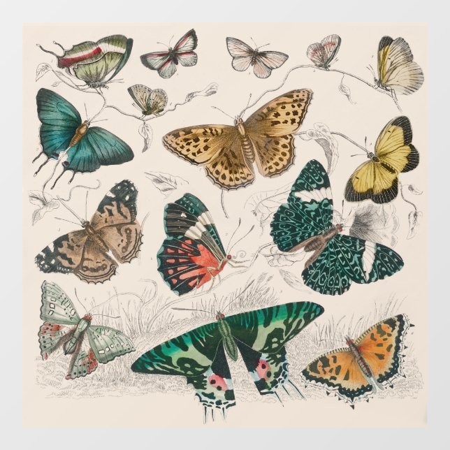 Butterfly Collection Antique Butterflies (Sheet)