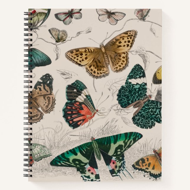 Butterfly Collection Antique Butterflies Notebook (Front)