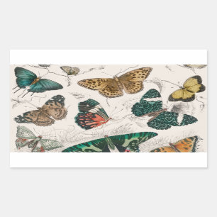 Butterfly Collection Antique Butterflies Rectangular Sticker