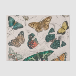 Butterfly Collection Antique Butterflies Tissue Paper