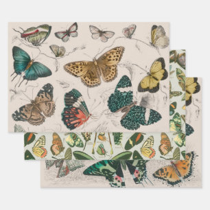 Butterfly Collection Antique Butterflies Wrapping Paper Sheet