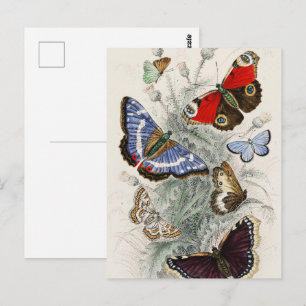 Butterfly Collection Antique Colourful Butterflies Postcard