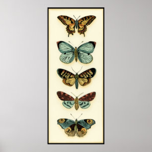 Butterfly Collection by Chariklia Zarris Poster