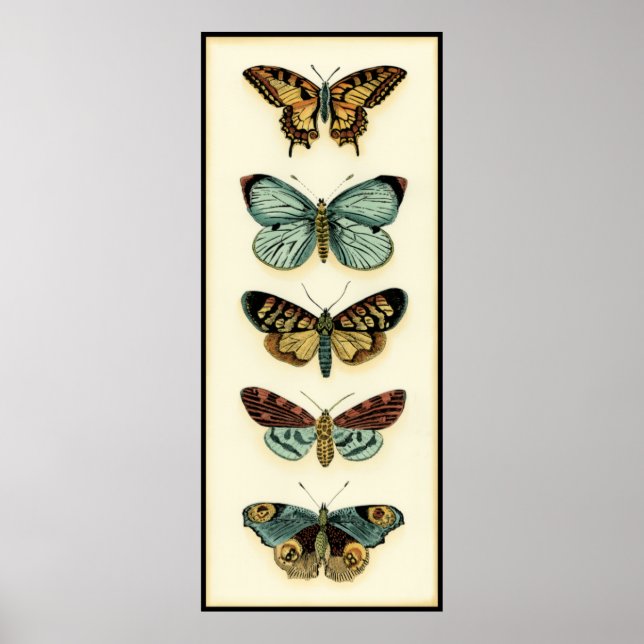 Butterfly Collection by Chariklia Zarris Poster (Front)