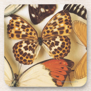 Butterfly collection coaster