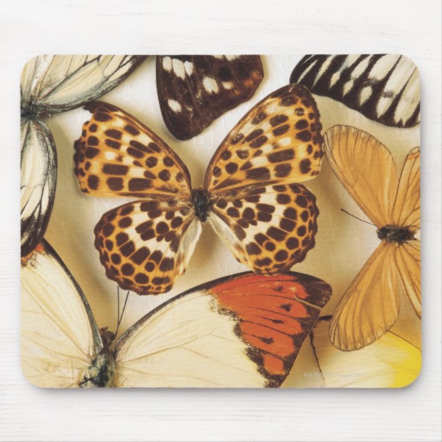 Butterfly collection mouse pad (Front)