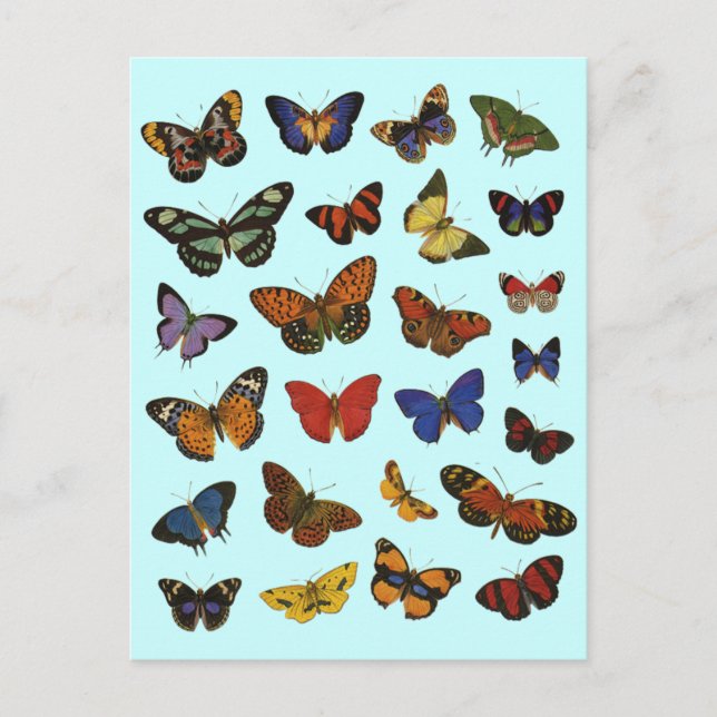 Butterfly Collection Postcard (Front)