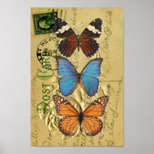 Butterfly collection poster