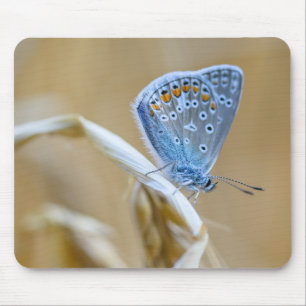 butterfly, common blue, insect mouse pad