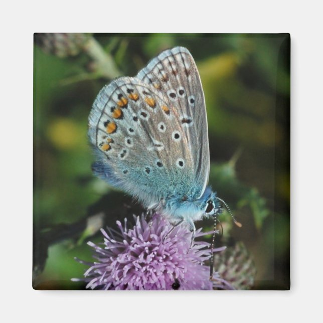 Butterfly Common Blue on thistle magnet (Front)
