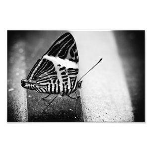 butterfly crossing photo print