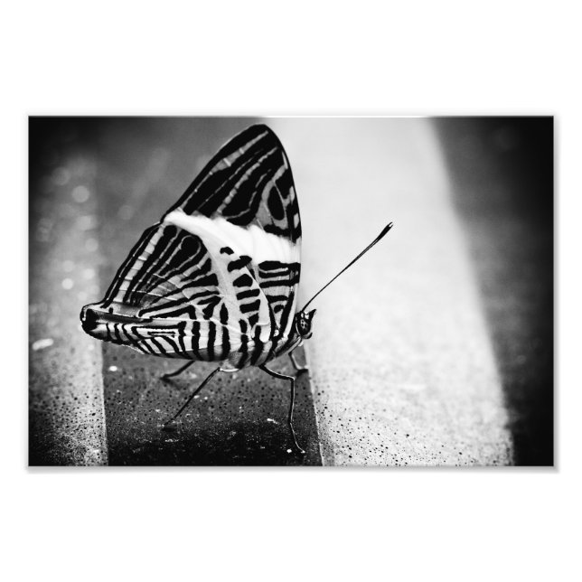 butterfly crossing photo print (Front)