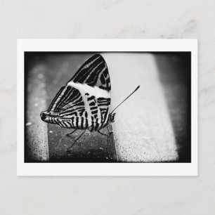 butterfly crossing postcard