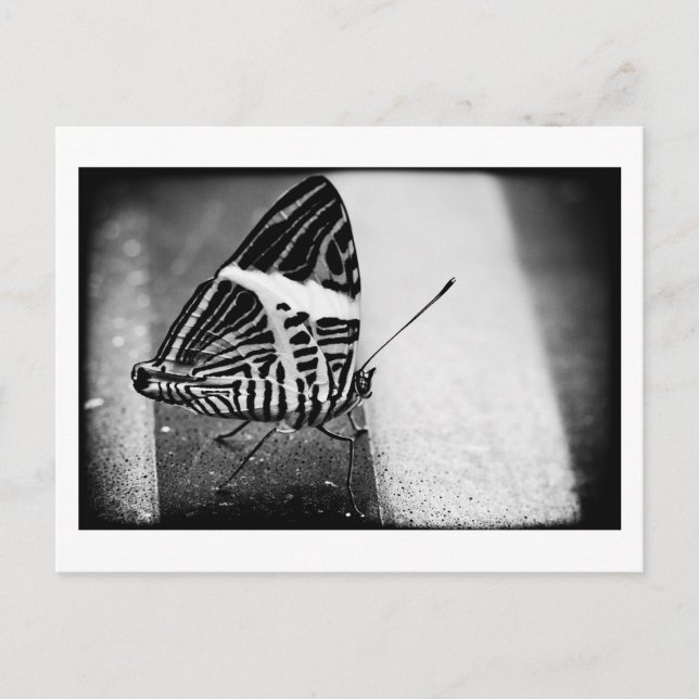 butterfly crossing postcard (Front)