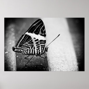 butterfly crossing poster