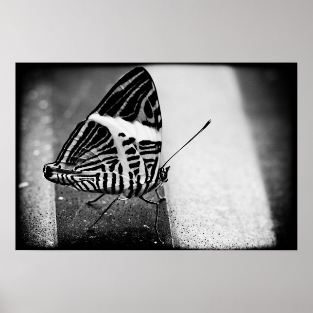 butterfly crossing poster (Front)