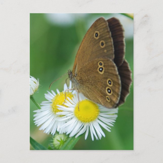 butterfly&daisies postcard (Front)