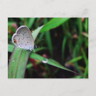 butterfly & drop @ nine mile run postcard