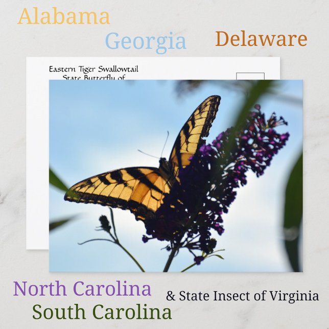 Butterfly Eastern Tiger Swallowtail Photographic Postcard (Creator Uploaded)