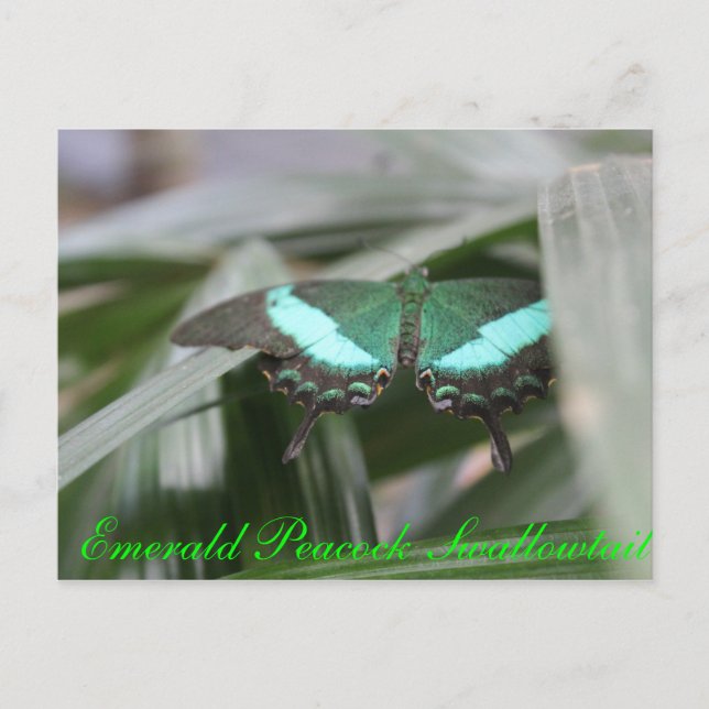 Butterfly Emerald Peacock Swallowtail # 1 Postcard (Front)