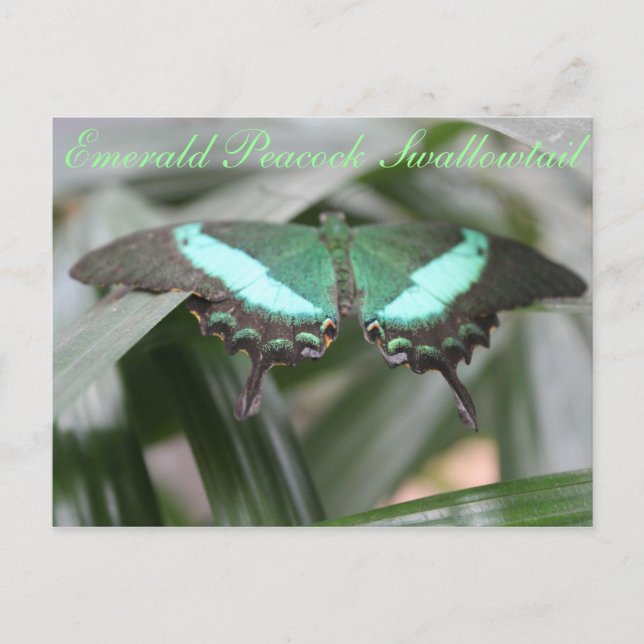 Butterfly Emerald Peacock Swallowtail # 5 Postcard (Front)