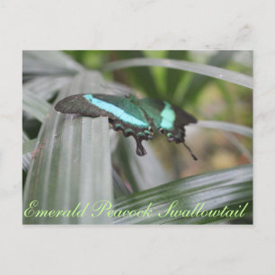 Butterfly Emerald Peacock Swallowtail # 6 Postcard