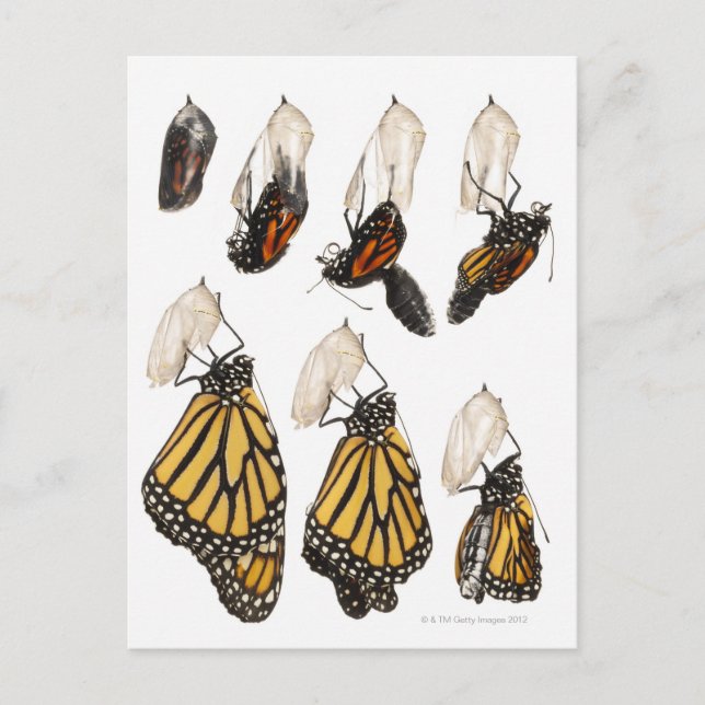 Butterfly emerging from coccoon postcard (Front)
