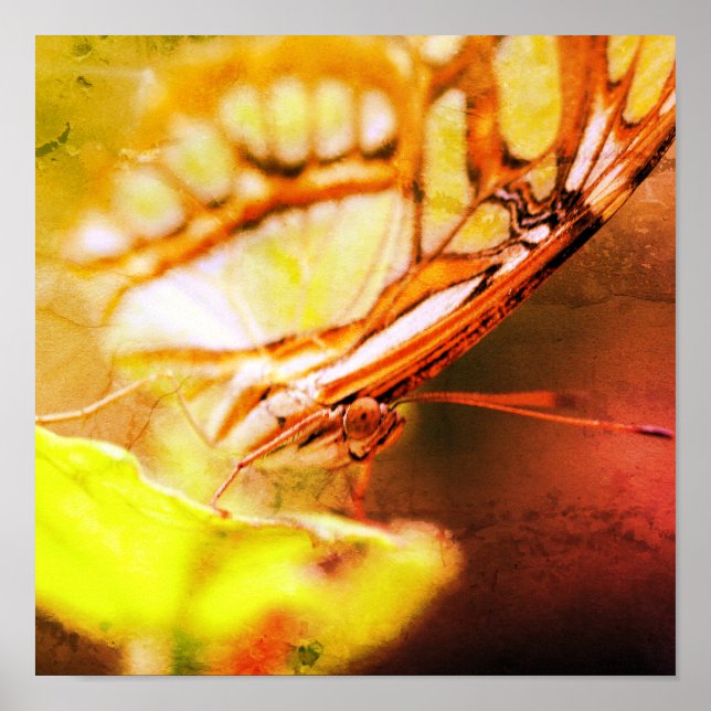 Butterfly Face Close Up Distressed Art Poster (Front)