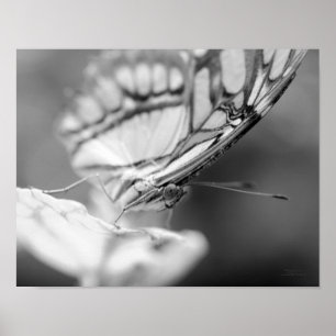 Butterfly Face Nature Black White Print